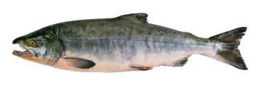 Икра <del>8500 руб/кг</del> -53%